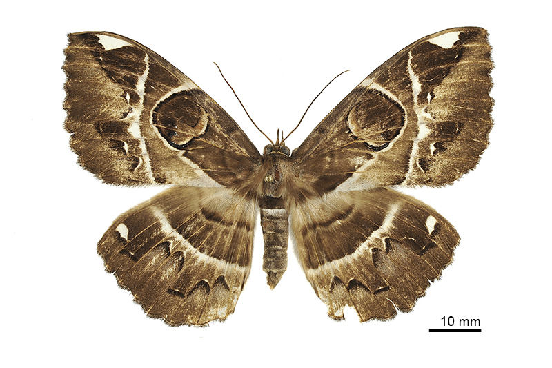 Erebus ephesperis Male